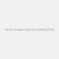 OLIG2 Western Blot kit (AWBK32753)
